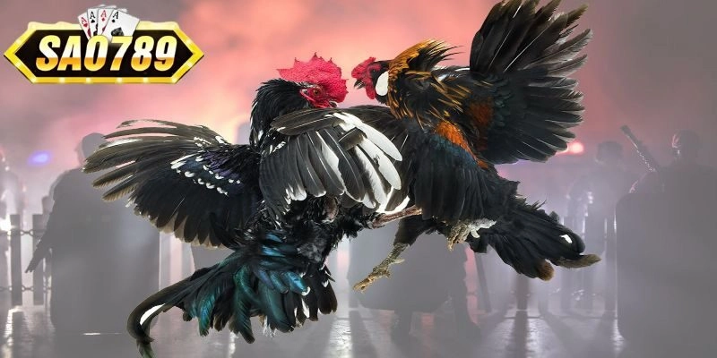 Đá gà là sảnh cược thu hút hàng nghìn người chơi mỗi ngày